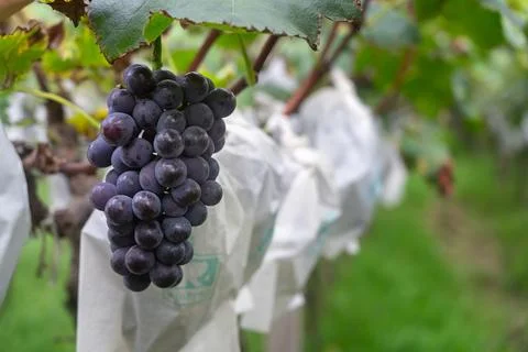 Vineyards Stock Photos