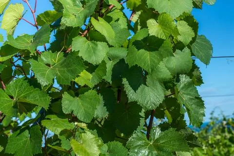 Vineyards Stock Photos