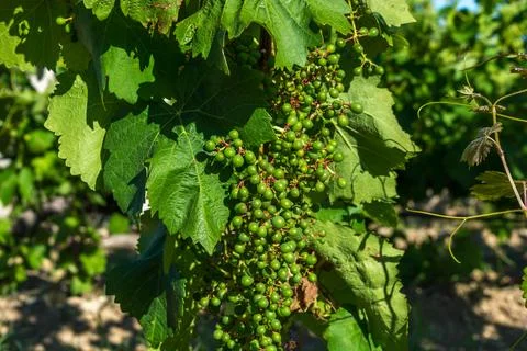 Vineyards Stock Photos