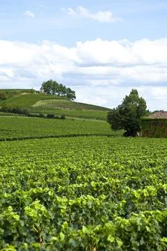 Vineyards Stock Photos