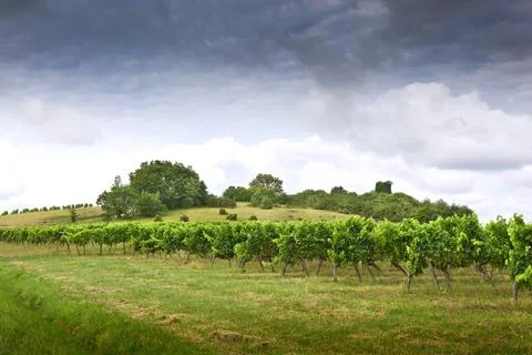 Vineyards Stock Photos