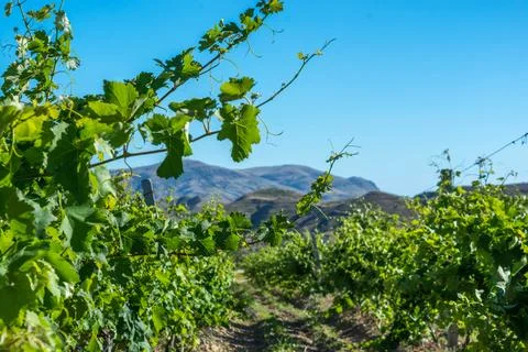 Vineyards Stock Photos