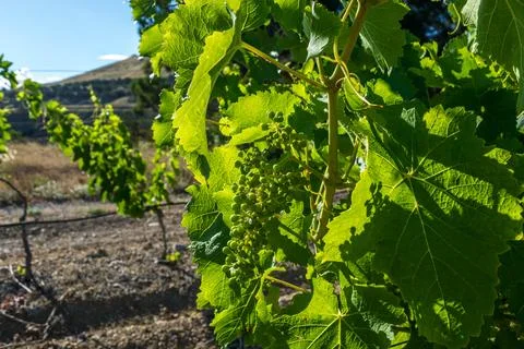 Vineyards Stock Photos