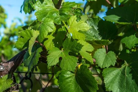 Vineyards Stock Photos