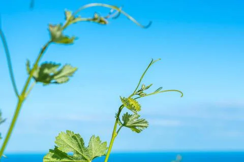 Vineyards Stock Photos