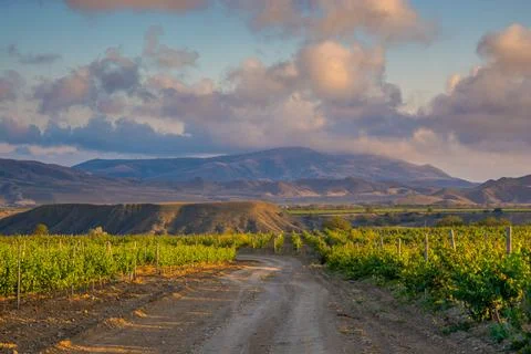 Vineyards Stock Photos