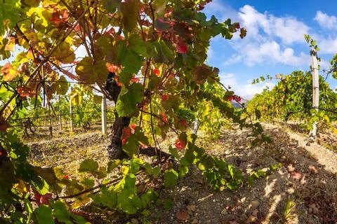 Vineyards Foto stock