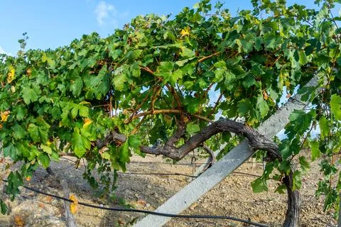 Vineyards Stock Photos