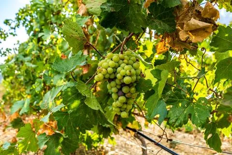 Vineyards Foto stock