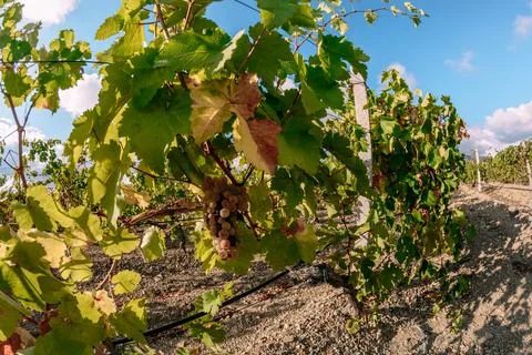 Vineyards Stock Photos