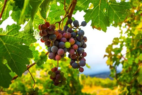 Vineyards Stock Photos