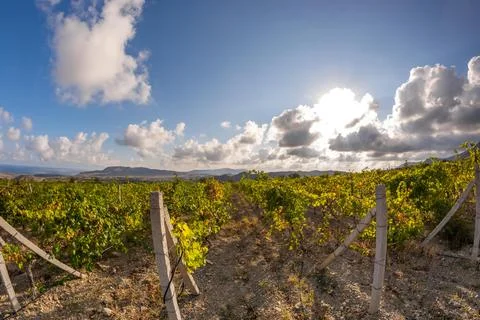 Vineyards Stock Photos