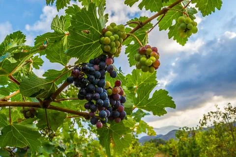 Vineyards Stock Photos