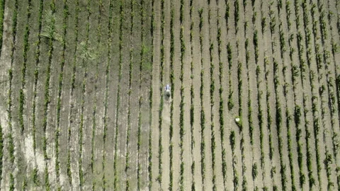 Vineyards in Piemonte, High Angle Stock Footage 204919457