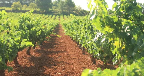Vineyards plantation. Classical concept of winemaking. Video stock 138546772