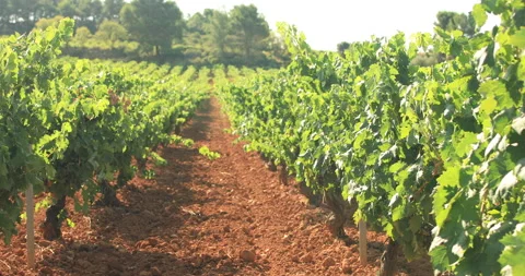 Vineyards plantation. Classical concept of winemaking. Video stock 138547878