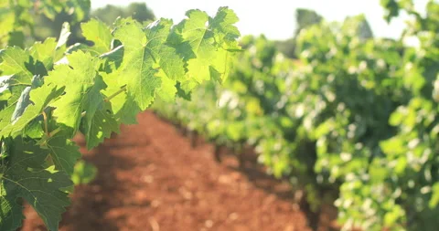 Vineyards plantation. Classical concept of winemaking. Video stock 138548786
