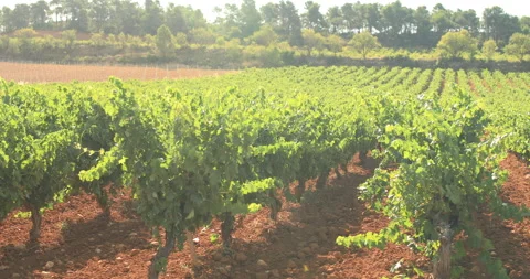 Vineyards plantation. Classical concept of winemaking. Video stock 138549723