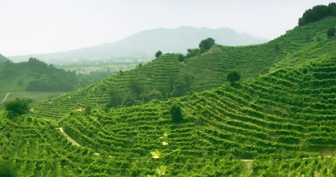 Vineyards from the Prosecco Hills,  clip 2 take 1 pan Stock Footage