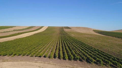 Vineyards pt. 4/4 Stock Footage 93853661