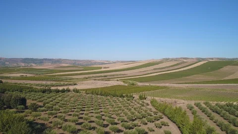 Vineyards pt.1/4 Stock Footage 93846617