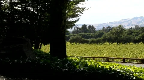 Vineyards in the Redwoods Stock Footage 850346