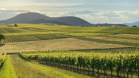 Vineyards Rhineland-Palatinate landscape, German Wine Route, Germany Stock Footage
