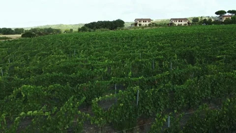 Vineyards in Riparbella 스톡 동영상 158929043