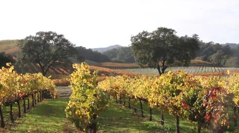 Vineyards in the rolling hills Stock Footage 940175