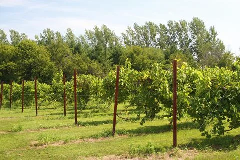 Vineyards in rows supported by wire Stock Photos
