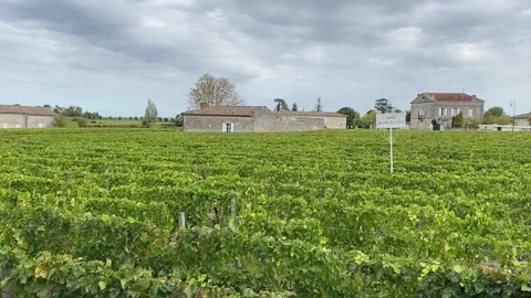 Vineyards in Saint Emilion Stock Footage 219325770