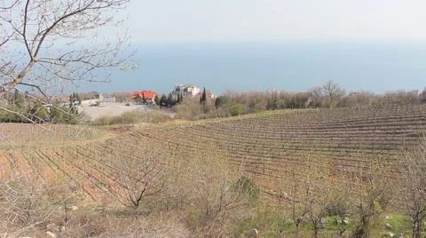 Vineyards at the seaside Vídeo Stock 49269049