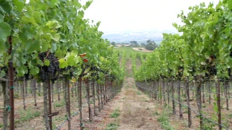 Vineyards in Sonoma Stock Footage 846220