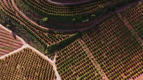 Vineyards in Spain showcase rows of grape plants and clear paths Stock Footage 327646084
