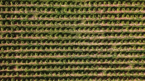 Vineyards in Spain showcase rows of green plants under sunlight Stock Footage 327645840