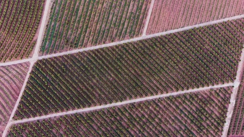 Vineyards in Spain showing rows of grape plants in the sunlight Stock Footage 327646586