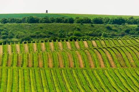 Vineyards, spring, Moravia Stock Photos