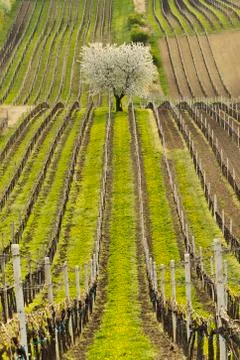 Vineyards in spring Stock Photos