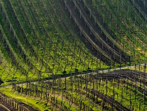 Vineyards in spring Stock Photos