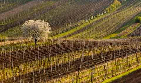 Vineyards in spring Stock Photos