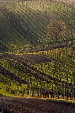 Vineyards in spring Stock Photos