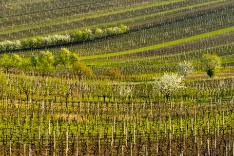 Vineyards in spring Stock Photos