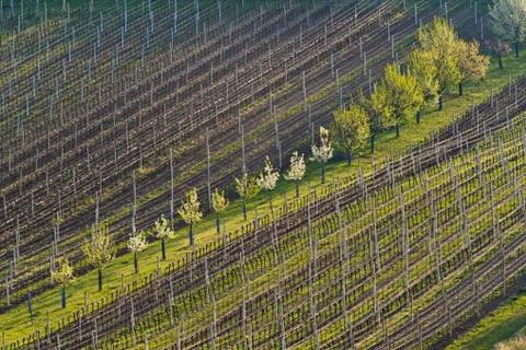 Vineyards in spring Stock Photos