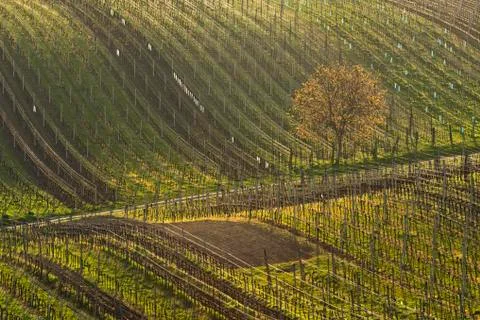 Vineyards in spring Foto stock