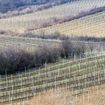 Vineyards in spring Stock Photos