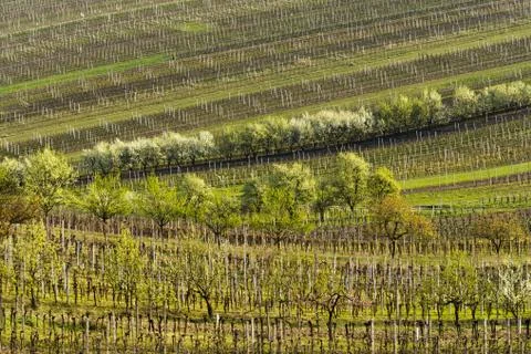 Vineyards in spring Stock Photos