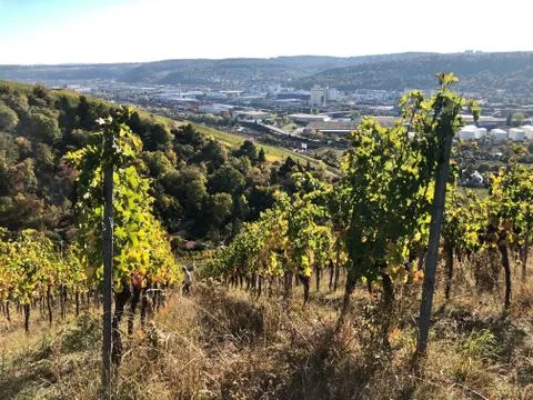 Vineyards in the Stuttgart area Stock Photos
