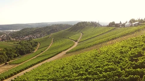 Vineyards in Stuttgart, Germany Vidéo 54078214