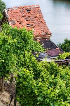 Vineyards in Stuttgart Stock Photos