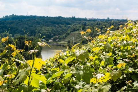 Vineyards in Stuttgart Stock Photos